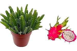 CAMBRIDGE BEE HYLOCEREUS UNDATUS - Dragon Fruit Tree - Pitaya Plant in 12cm Pot