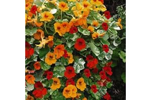 THOMPSON & MORGAN Nasturtium Seeds 'Firebird' Tropaeolum majus Indian Cress Orange Red Blooms Trailing Half-Hardy Annual Easy to Grow Your Own Ideal for Hanging Baskets 1x Pack (Approx 30 Seeds) by Thompson and Morgan