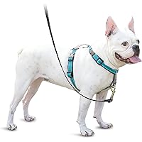 car dog harness amazon