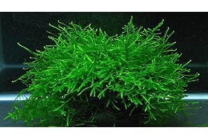 BIOTOPEAQUATICS Java Moss Plante vivante mousse de Java Vesicularia Dubyana 10 g