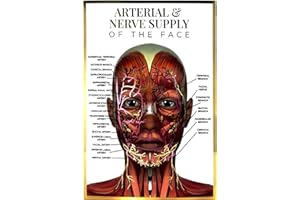 QUALIPRINT LIMITED Qualiprint Human Face Arterial Nerve Supply Anatomy Poster A3 - Luxurious 400GSM Silk, 42cm x 29.7cm | Gold & Pink Foil | Wall Decor for Beauty & Aesthetics Salons, Clinics, Training | Unframed