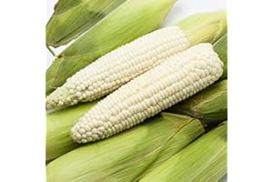 Benoon Semillas De Maíz, 1 Bolsa Semillas De Maíz Semillas De Maíz Ceroso Dulce De Alta Tasa De Germinación Natural Para Invernadero blanco Semillas de maiz