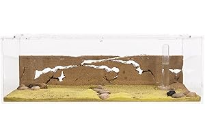 AntHouse - Fattoria di formiche in sabbia naturale - Set iniziale in acrilico grande 30x15x10 cm (Formiche)