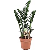 Glücksfeder 'Raven' 4+ schwarze Zamioculcas zamiifolia Höhe ca. 55