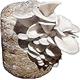 Gachwala White Oyster Mushroom Spawn - (Pack of 200 Gm), High Yield Oyster Mushroom Seeds | Edible CO2 Variety, White Micelium Spores | Grain Based Seeds for Mushroom Farming