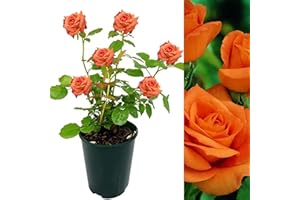 CARBETH PLANTS Rose Bush Orange Sensation - Floribunda Orange Rose Bush for The Garden in a 3 Litre Pot (1 Plant)