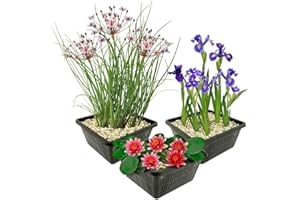 S VD VELDE WATERPLANTEN vdvelde.com - Teichpflanzen Set Rot Winterhart - 9 Pflanzen für Mini teich und großer Gartenteich - Seerose, Sumpf Iris und Schwanenblume inklusive Pflanzkörbe - Van der Velde Wasserpflanzen