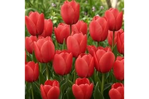DUTCH BULBS EXCLUSIVE PLANTS FROM HOLLAND Bulbi Fiori Perenni da Esterno - 25 Bulbi Tulipani Single Red Passion - Piante e fiori esclusivi dall'Olanda - per giardino, vasi e balcone (senza semi, non artificiali)