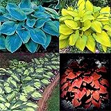 Funkien pflanze winterhart，Starke Straßendekoration, ausgezeichnete Bodendeckerpflanzen, 4 verschiedene Sorten, zufällig vers