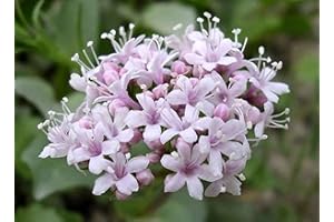 150 Graines de Valériane Officinale - plante médicinale- semences paysannes reproductibles - SemiSauvage