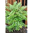 GreenWorld Special Healthy & Rare Kari Patta/Curry Leaf(Air Layered) Hybrid Live Plant Original Variety,''Pack Of 1 ''