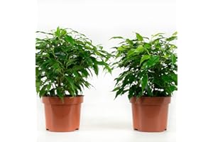 Plantas de interior de Botanicly – 4 × Ficus de hoja pequeña – Altura: 28 cm – Ficus benjamina Kinky