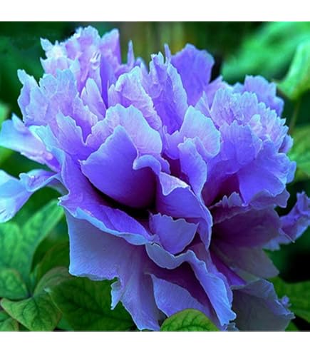 Bulbos De Tuberose Bulbo De Peonía Flores Enormes Y Fragantes