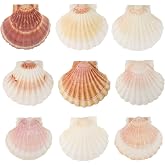 10 Pizeas Scallop Shells Colour 10-12 cm Natural Shells | Natural Seashells Large Shells Small Shells for Sailor, Beach Party