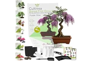 CULTIVEA Kit First Bonsai – Autocultivo de Bonsáis con Semillas y Herramientas – Fácil y Completo | Idea de Regalo (Purple Wine)