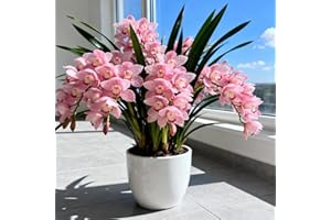 KJERTIZCVB Fragrant Cymbidium Orchid - Indoor and Outdoor Potted Plants - Easy to Bloom/That Grow Fast/Golden Jade Carving/Garden-3 Roots-H