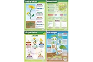 Poster delle piante – Set di 4 | Poster scientifici | Carta lucida misura 850 mm x 594 mm (A1) | Schede scientifiche per l'aula | Tabelle didattiche di Daydream Education