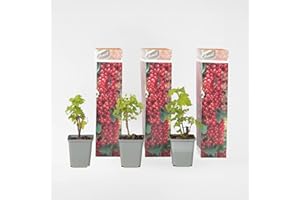 Plant in a Box - Groseillier à grappes - Set de 3 - Ribes Rubrum 'Aalbes' - Hauteur 25-40cm - Pot 9cm - Plante Fruitière Rustique - Rouge