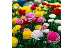 DUTCH BULBS EXCLUSIVE PLANTS FROM HOLLAND Bulbi Fiori Perenni da Esterno - Collezione di 50 Bulbi di Ranunculus - 5 Colori - Perenni - Piante e Fiori Esclusivi dall'Olanda - per giardino e vaso (non semi, non artificiali)