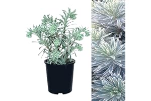 CARBETH PLANTS Euphorbia Silver Swan - Herbaceous Perennial Purge Silver Swan - Euphorbia Characias Plant in a 9cm Pot (1 Plant) 1 Plant 1 Plant