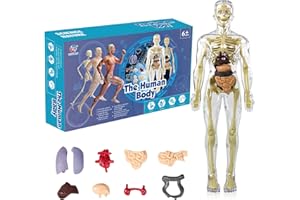 KQDRAVINE Anatomiczny model tułowia 3D, szkielet ludzkiego ciała, model edukacyjny dla dzieci, przedszkolna