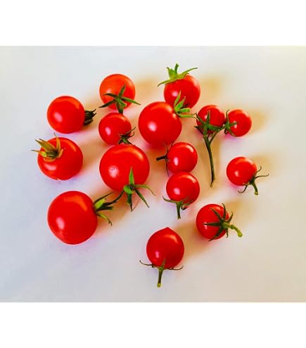 saatgut fr bienen und schmetterlinge Saatgut Bio-Blumenmischung fr Bienen & Schmetterlinge (7 m)