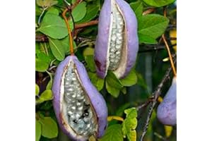 Haloppe 50 Unids Akebia Flores Plantas Semillas para la Plantación de Jardín en Casa, Akebia Semillas FreshNatural Escalada Semillas de Frutas para Jardín Violeta