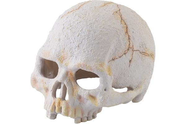 Exoterra Primate Skull Décoration pour Reptile/Amphibien Taille S