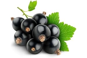 SEMISAUVAGE 150 Semi di Ribes Gigante di Boskoop (Ribes negrum)- riproducibile non trattato