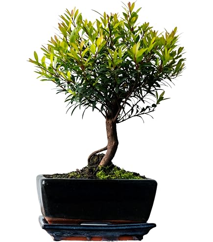 Palisander Baum -Jacaranda mimosifolia- 30 Samen Bonsai Geeignet :  Amazon.de: Garten