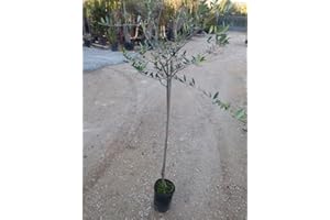 VIVAIO SANTABERNADETTA Ulivo Pendolino Pianta in vaso di Ulivo Pendolino - 1 Pianta in vaso Ø 17