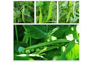 hua xian zi semi di pisello Super Sugar Snap100 semi