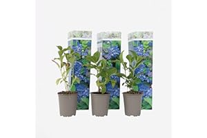 Plant in a Box - Ortensia hydrangea macrophylla Blu - Set di 3 - Rosa d'ortensia - Vaso 9cm - Altezza 25-40cm