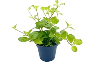 CLOUDS HILL SUCCULENTS Live Peperomia Trailing Jade (Peperomia rotundifolia) in 6cm Pot Trailing Succulent House Plant (6cm Plastic Pot)