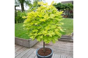 YouGarden Japanese Maple Tree, Acer Shirasawanum 'Jordan' in 3L Pot, 40-50cm Tall Established Garden Plant, Ready to Plant in Garden or Patio Pot