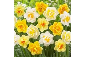 DUTCH BULBS EXCLUSIVE PLANTS FROM HOLLAND Bulbes de Jonquilles Doubles Parfumées - Narcisses Bulbes - 25 Bulbes de Fleurs à Planter Exterieur - Plantes Vivaces Exterieur - Naturelle Plantes de Hollande (pas de graines, non artificielle)
