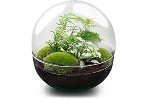 URBANJNGL Terrario de Plantas - Dome XL - Planta ecosistema - ↑ 30 cm