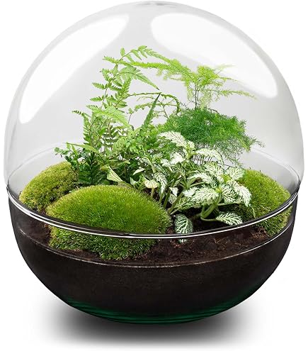 urbanjngl - Dome XL Bonsai Terrarium Set  Rundes Glas-Terrarium, 2-teilig,  DIY Kit fr Pflanzen,  28 cm, Hhe 28 cm, ideales Mini-Ecosystem fr  Zuhause : Amazon.de: Garten