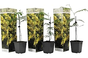 Plant in a Box- Acacia dealbata Mimosa - Set de 3 plantes de mimosa - Pot 9cm - Hauteur 25-40cm - plantes de jardin - persistantes