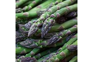 Carbeth Plants Asparagus Crown Roots for Planting - Premium Quality Easy Grow Vegetable Perennials - Quick Establishment & High Yielding Spears for Kitchen Gardens & Allotments (3, Gijnilm)