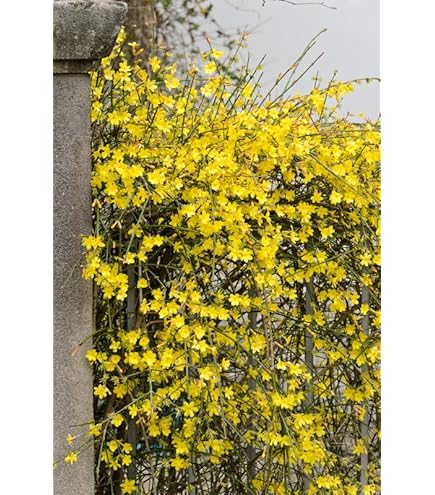 Jasminum nudiflorum - Bloemenpark