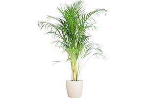BloomPost Dypsis Lutescens - Tropical Areca Palm - 90-100 cm + Bio Pot - Indoor Plant - Low Maintenance House Plant - Easy to Grow Home Office Plants - Next Day Free UK Delivery