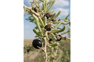 SAMENCHILISHOP (IMMER NUR EINMAL VERSAND) Schwarze Goji Beere -Lycium ruthenicum- Saatgut Mengenauswahl (200 Samen)