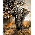 Meecaa Paint by Numbers Sunset Elephant Kit for Adults Beginner DIY Oil Painting 16x20 inch (Elephant, No Frame)
