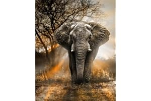 Meecaa Paint by Numbers Sunset Elephant Kit for Adults Beginner DIY Oil Painting 16x20 inch (Elephant, Framed)