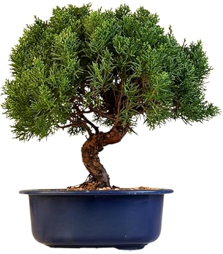 Blue Dwarf Cedar Himalayan Dwarf Cedar Cedrus Deodara 'Feelin' Blue' 30-40  cm Himalaya Hardy Bonsai Suitable : Amazon.de: Garden