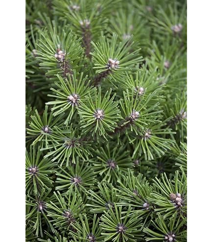 Zwergkiefer Pinus Mugo Pumilio 30-40cm - Im 5 Liter Container Winterhart