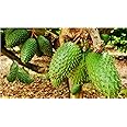 Soursop Cancer Treatment Fruit Live Plant Korosol Corosol Corossol (Air Layerd/Grafted) Lakshman Phal Tree Pack Of 1 Healthe Plant With Grow bag