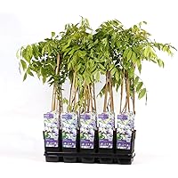 Wisteria floribunda Naga Noda 70-80 cm - japanischer Blauregen