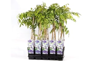 Wisteria floribunda Naga Noda 60-80 cm – japanischer Blauregen, duftende Kletterpflanze mit violetten Blüten, ideal für Pergola, Rankhilfe, Balkon oder Garten